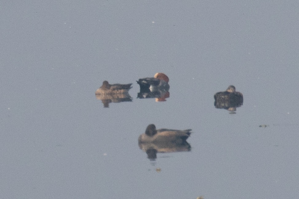 Eurasian Wigeon - Kalpesh Krishna