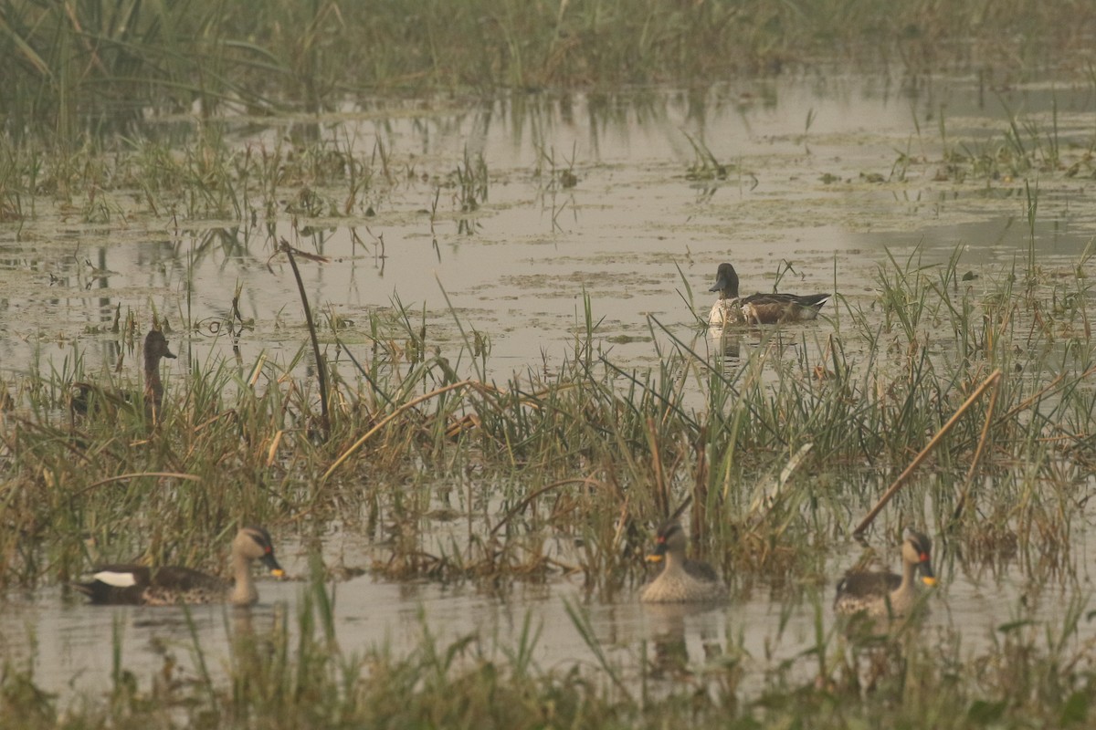 Indian Spot-billed Duck - Frank Thierfelder