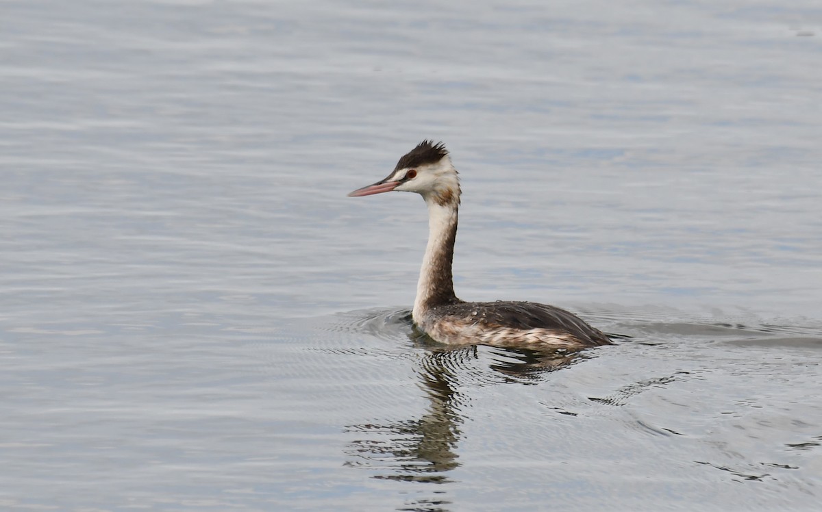 Great Crested Grebe - ML517768771
