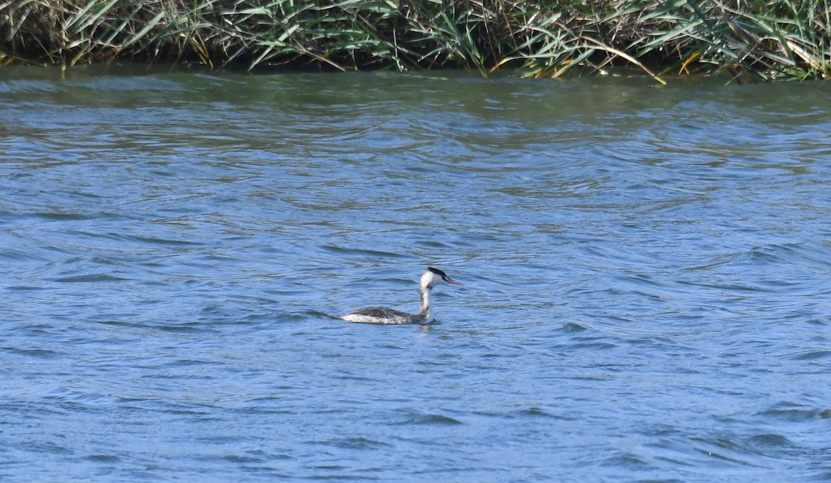 Great Crested Grebe - ML517768791