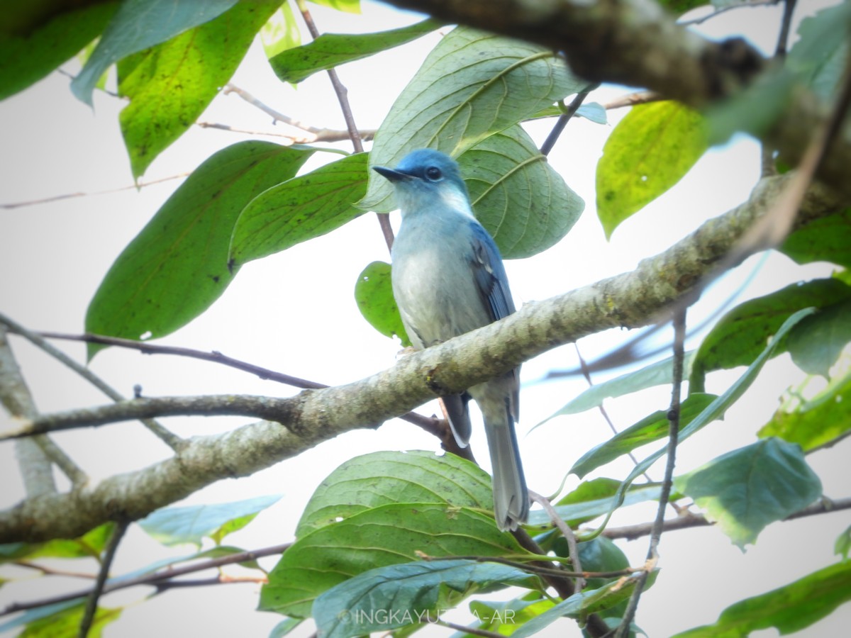 Pale Blue Flycatcher - ML517768871