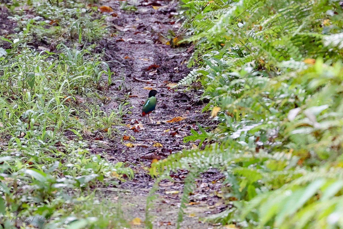 Eastern Hooded Pitta (Numfor) - ML517769061