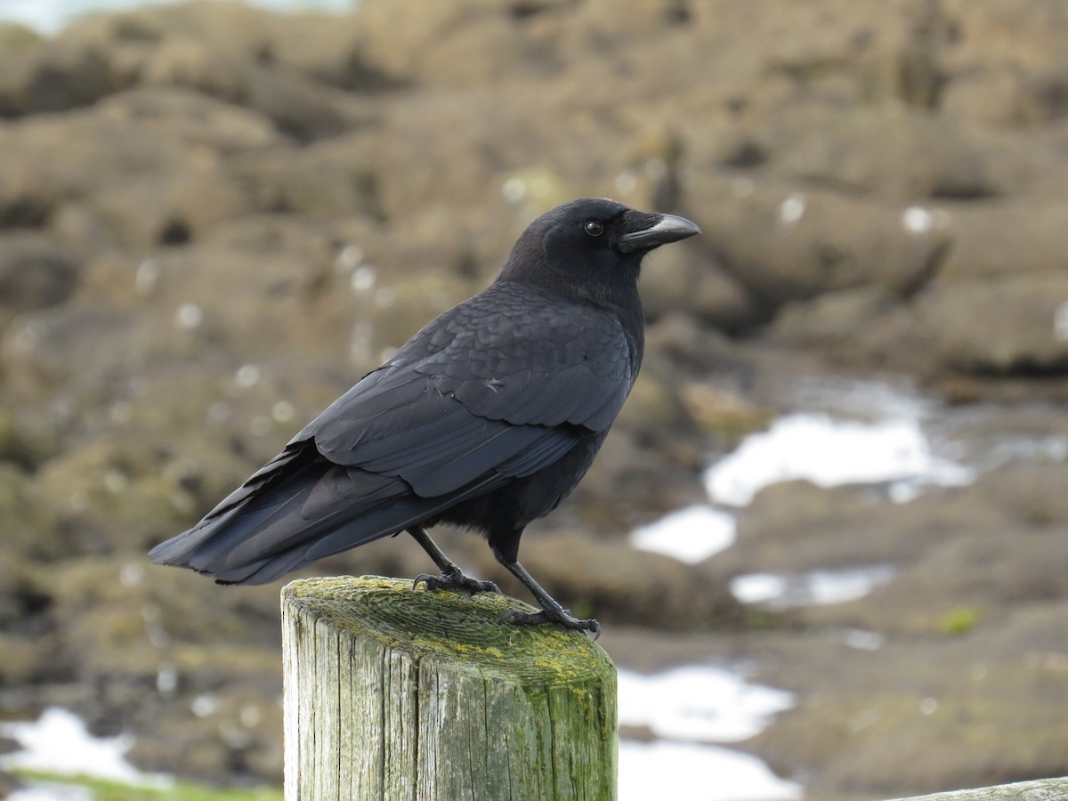 American Crow - Henry Burton