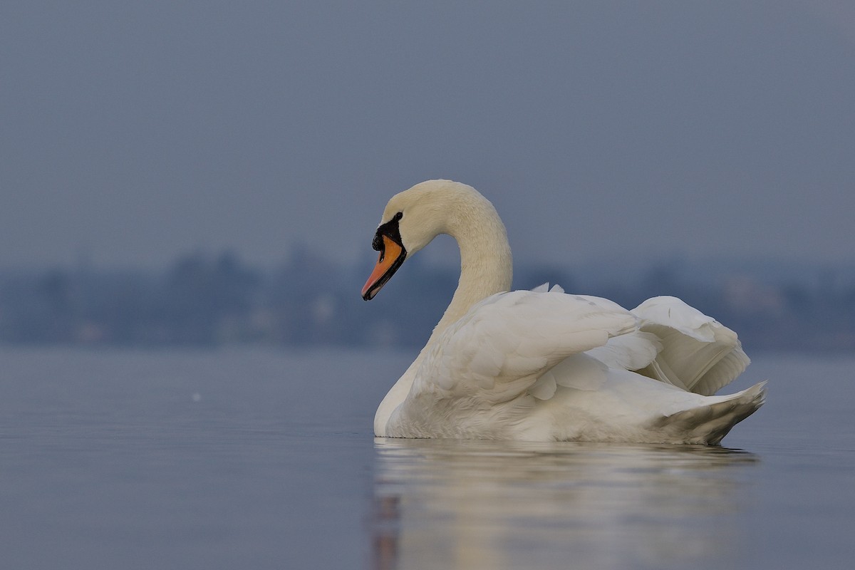 Mute Swan - Dimitrios Loukas