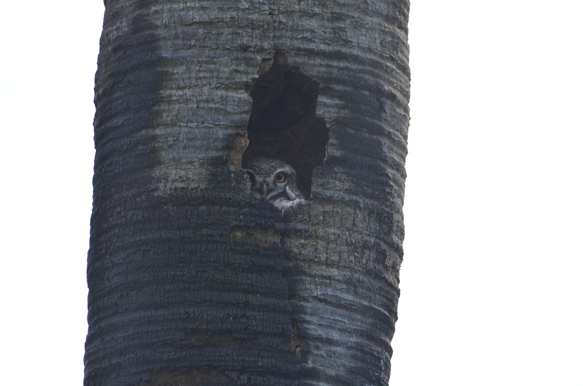 Spotted Owlet - ML517772081
