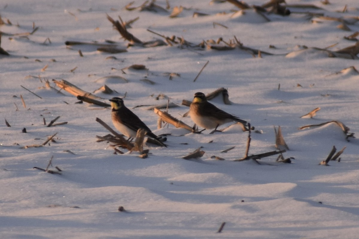 Horned Lark - ML517772681