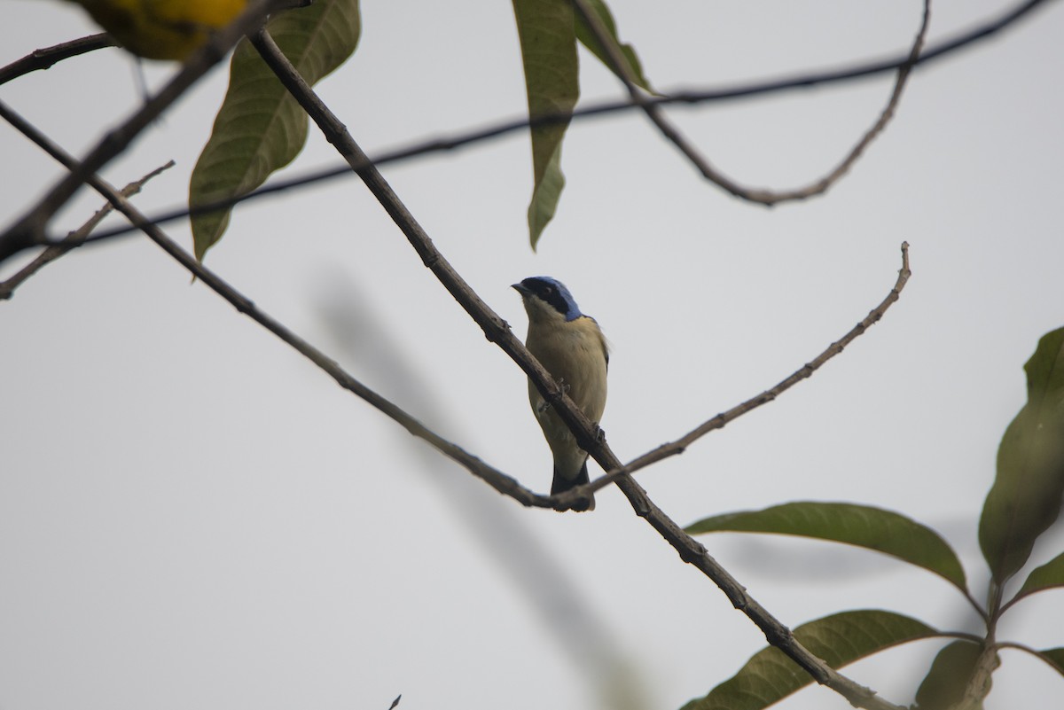 Fawn-breasted Tanager - ML517773071