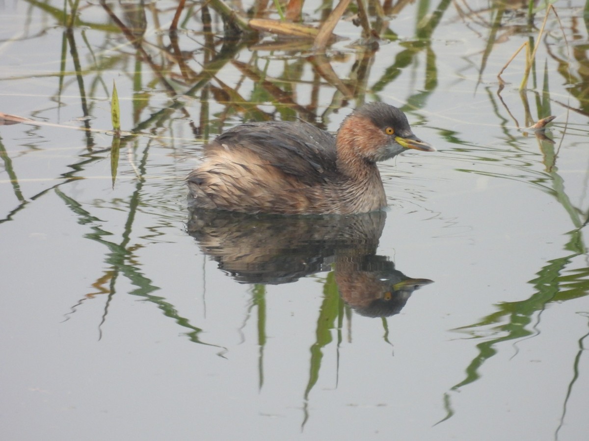 Little Grebe - ML517774771