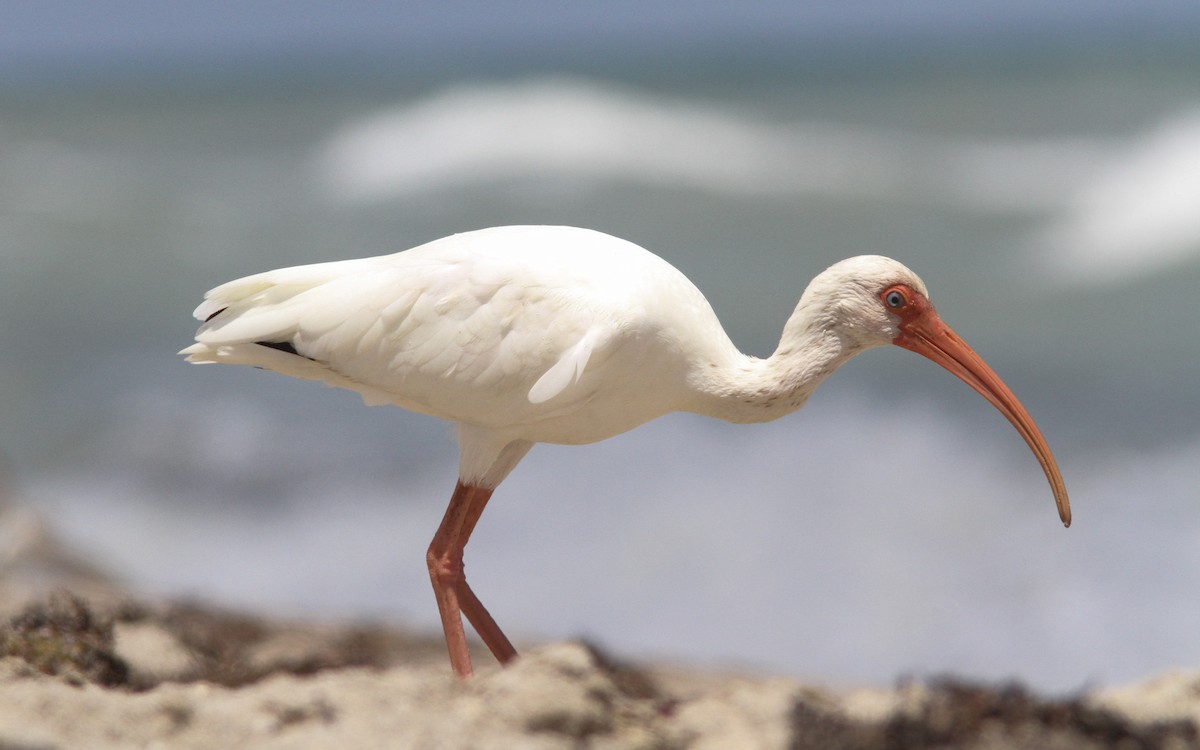 White Ibis - ML517775061