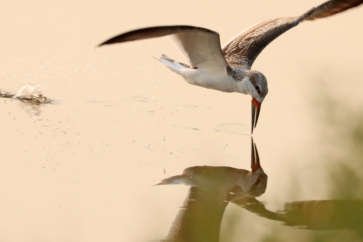 Black Skimmer - ML517776971