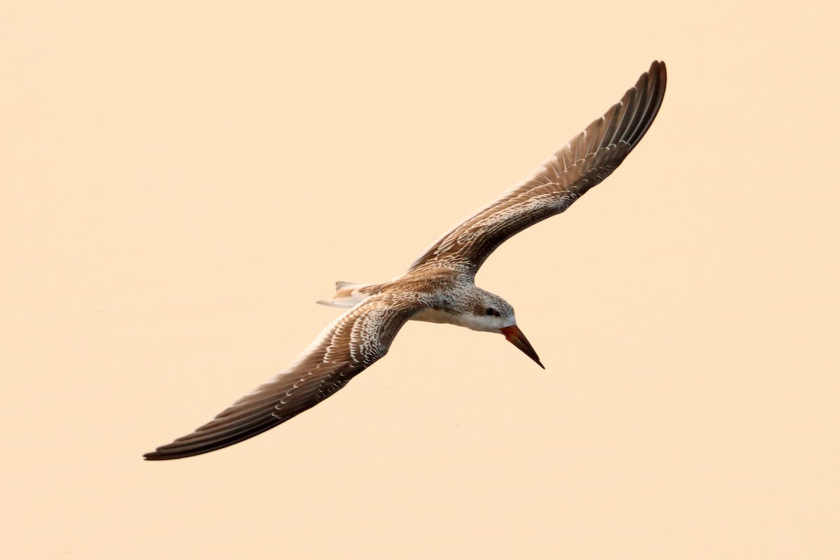 Black Skimmer - ML517776981