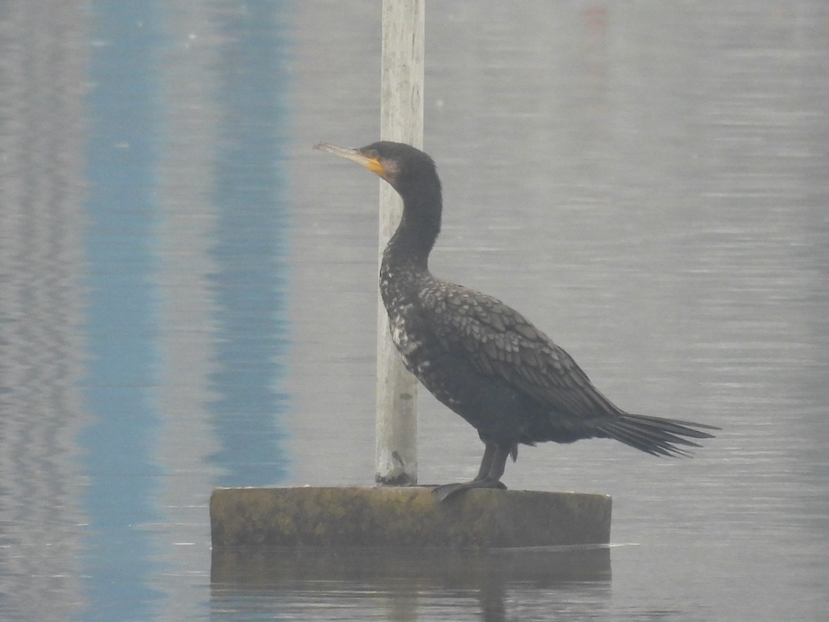 Cormorán Grande - ML517778791