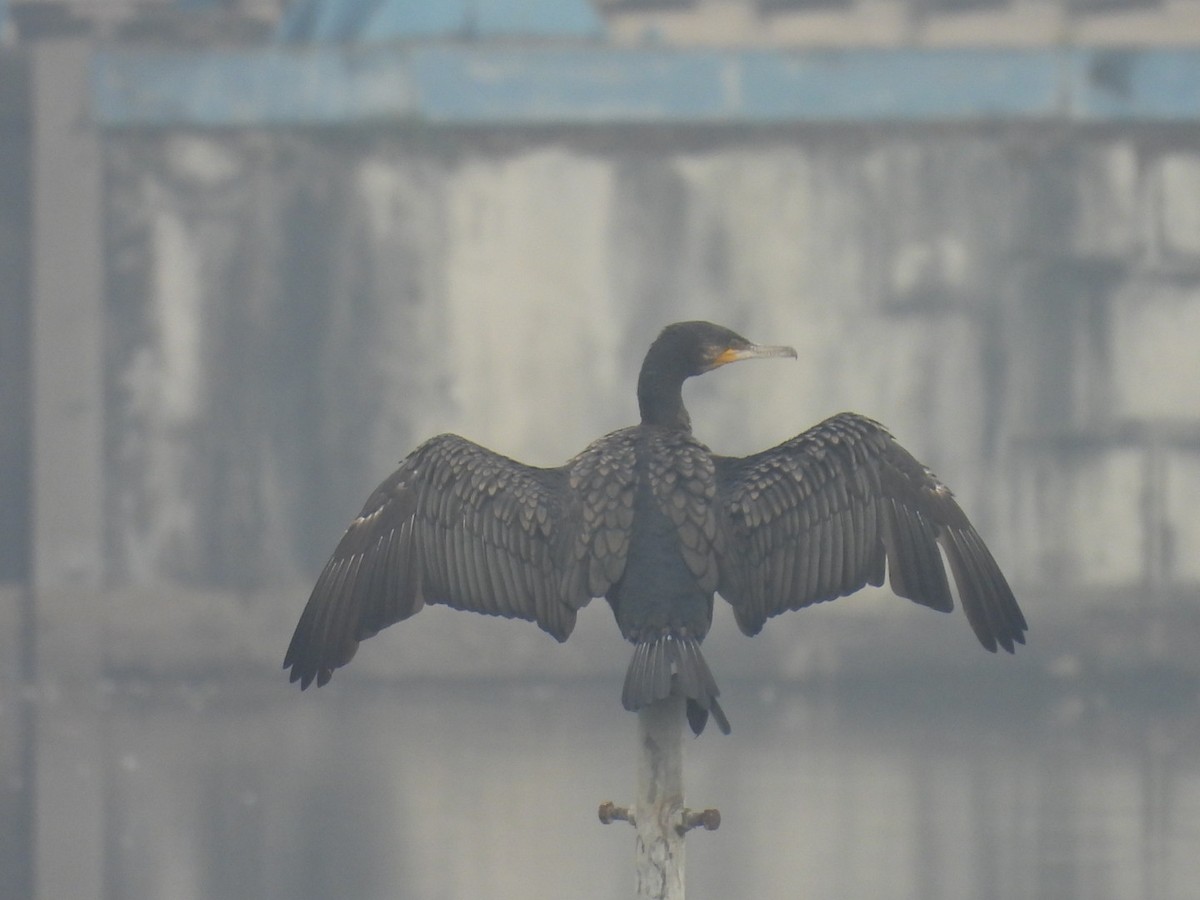 Great Cormorant - Jim Panwar