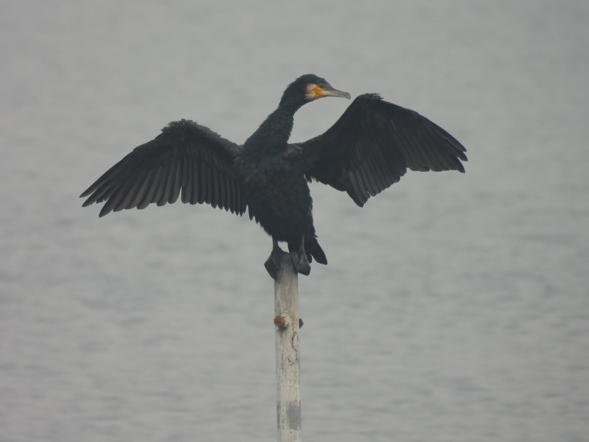 Cormorán Grande - ML517779221