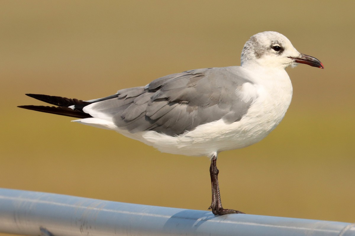 Laughing Gull - ML517780511