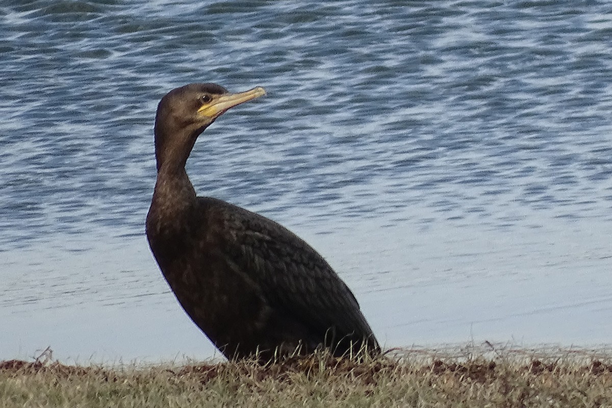 Cormoran à aigrettes - ML517780751