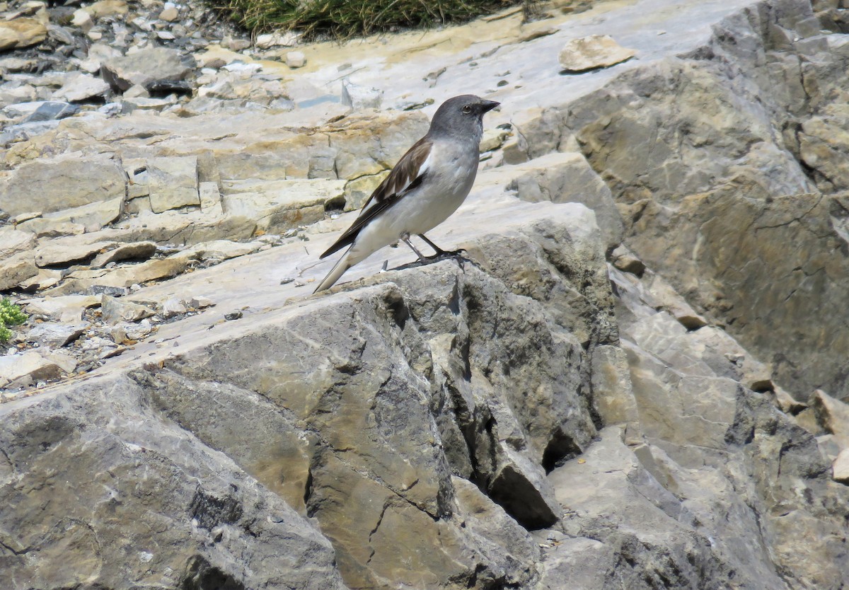 White-winged Snowfinch - ML517781281