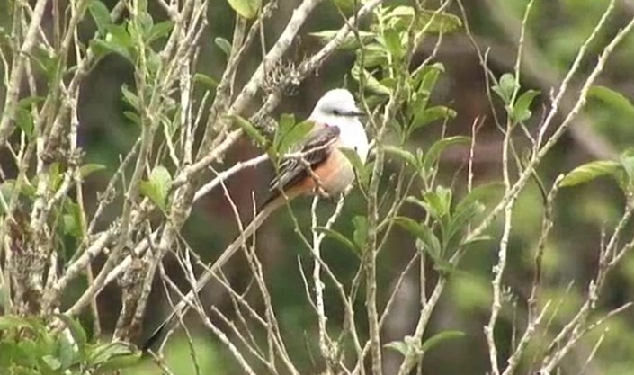 Scissor-tailed Flycatcher - ML517781361