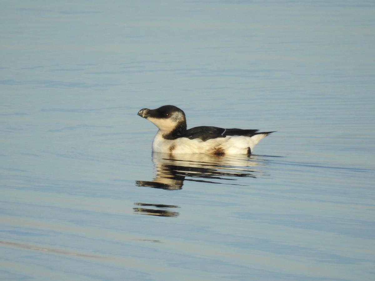 Razorbill - Carolyn Longworth