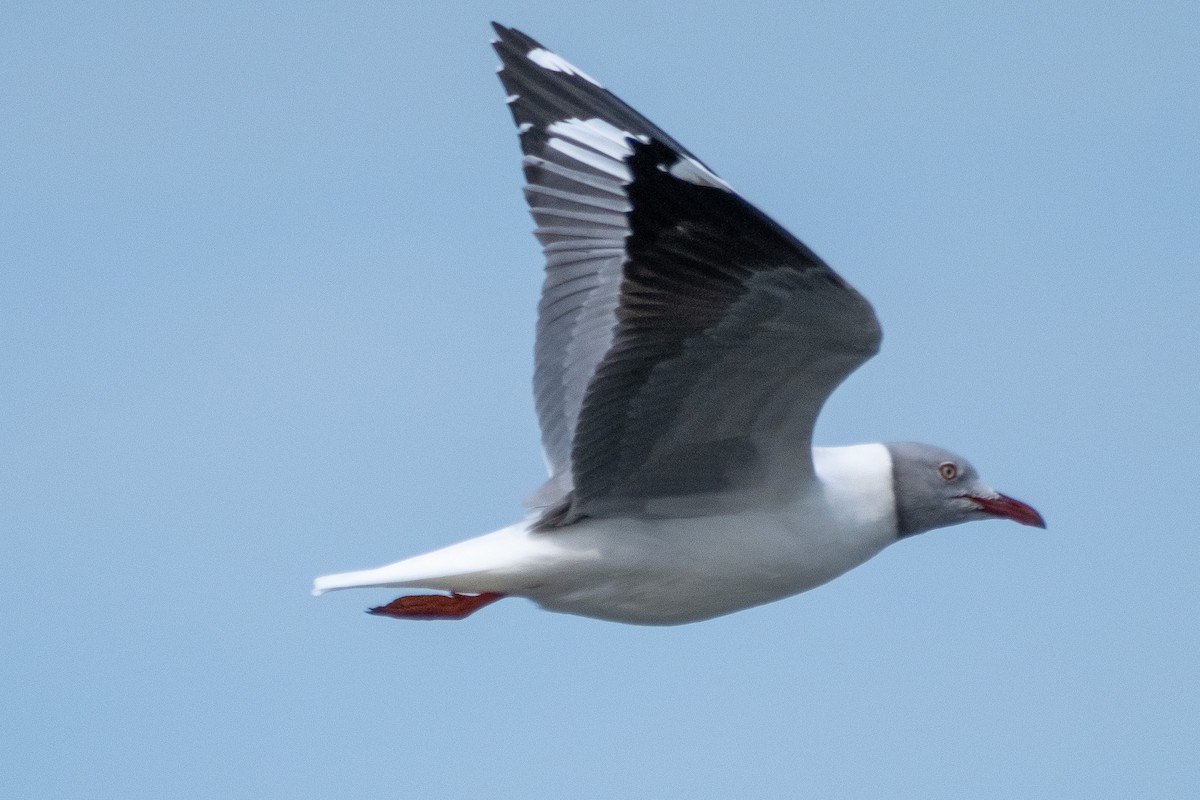 Gray-hooded Gull - Hector S