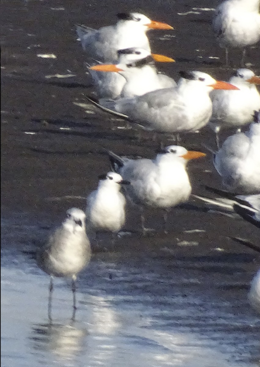 Sandwich Tern - ML517786551