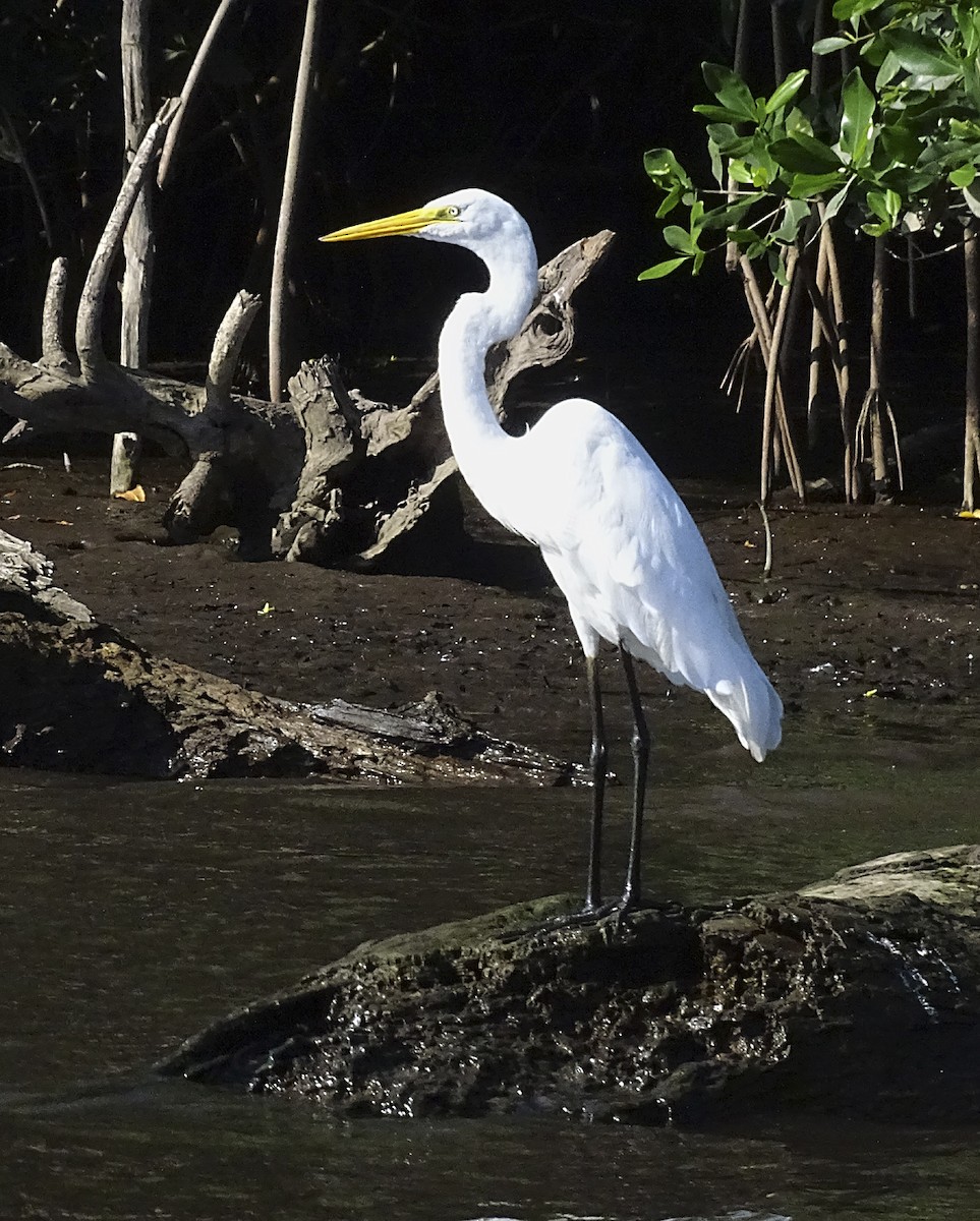 Great Egret - ML517786681