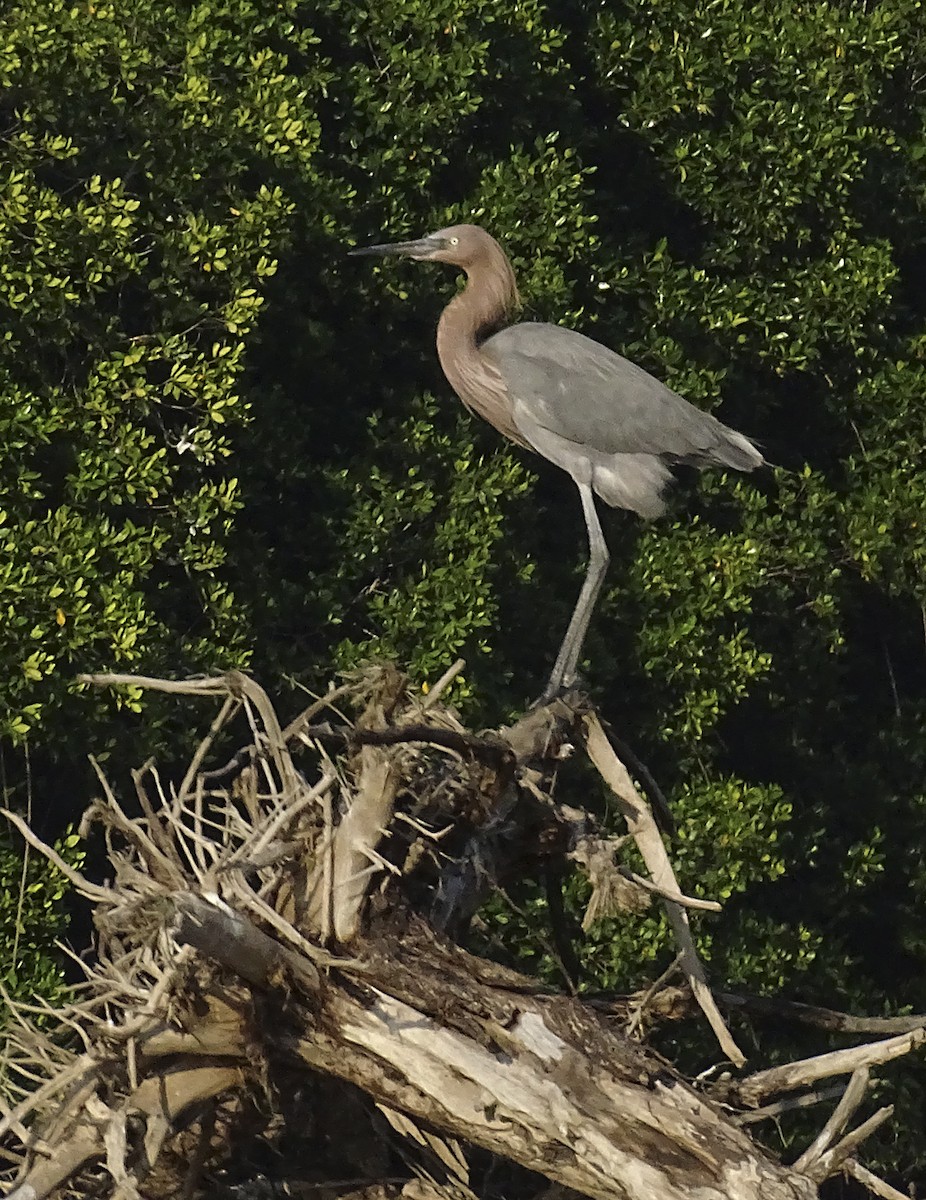 Reddish Egret - ML517786751