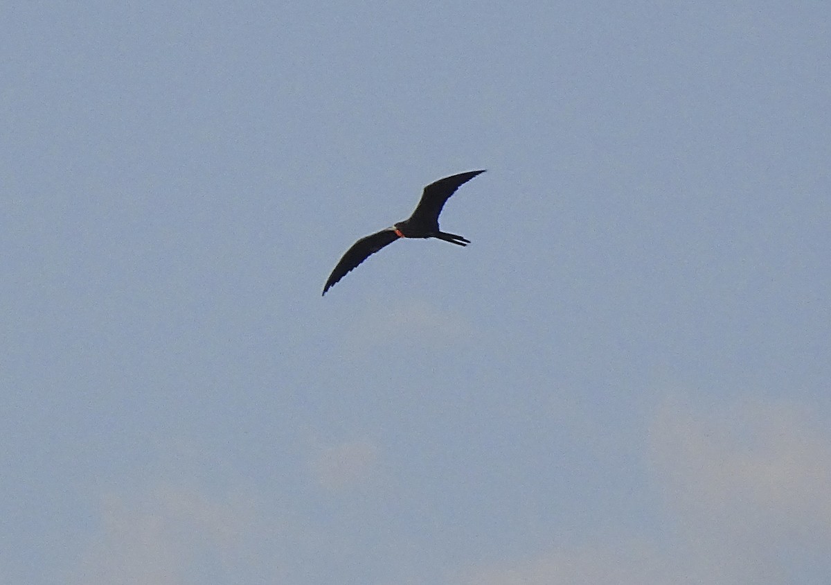 Magnificent Frigatebird - ML517786771