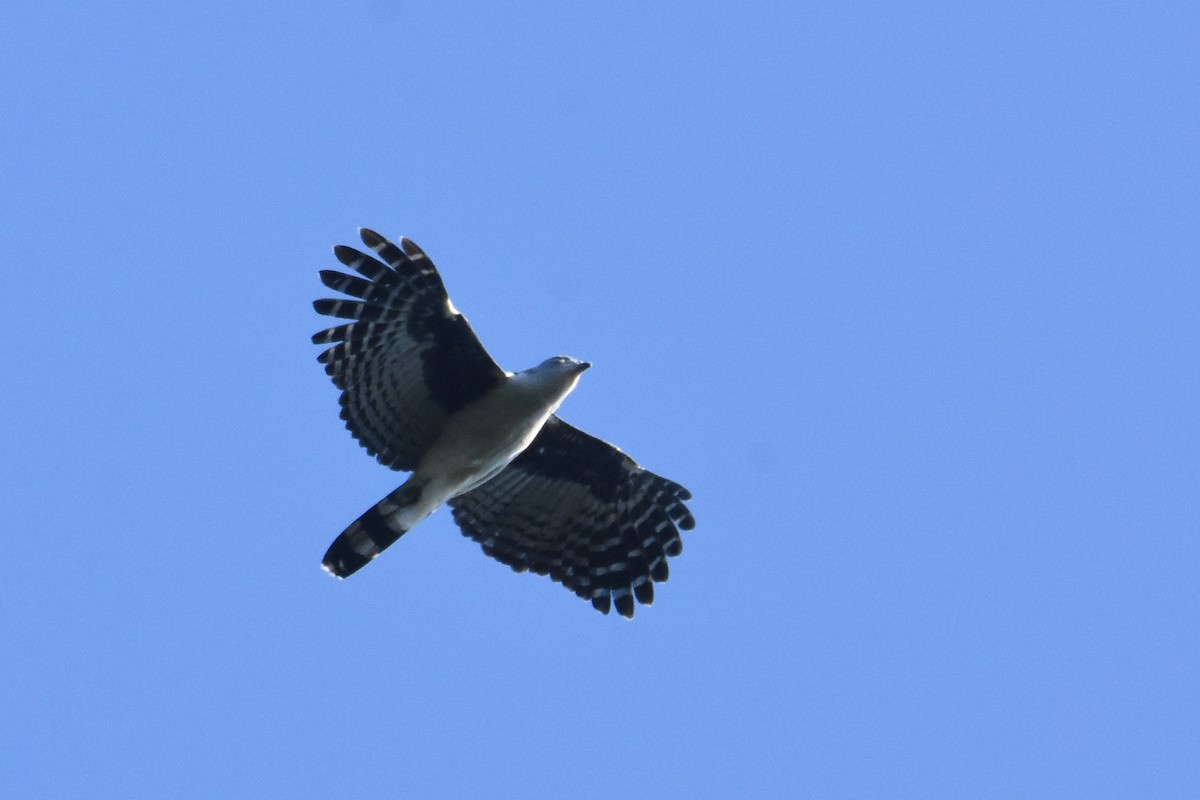 Gray-headed Kite - ML517786861