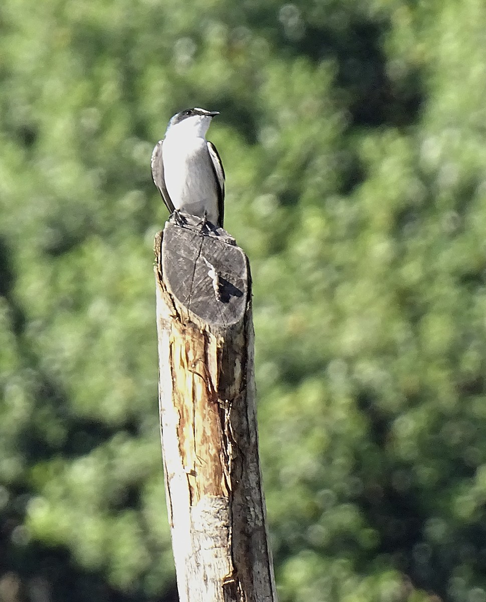 Mangrove Swallow - ML517786901