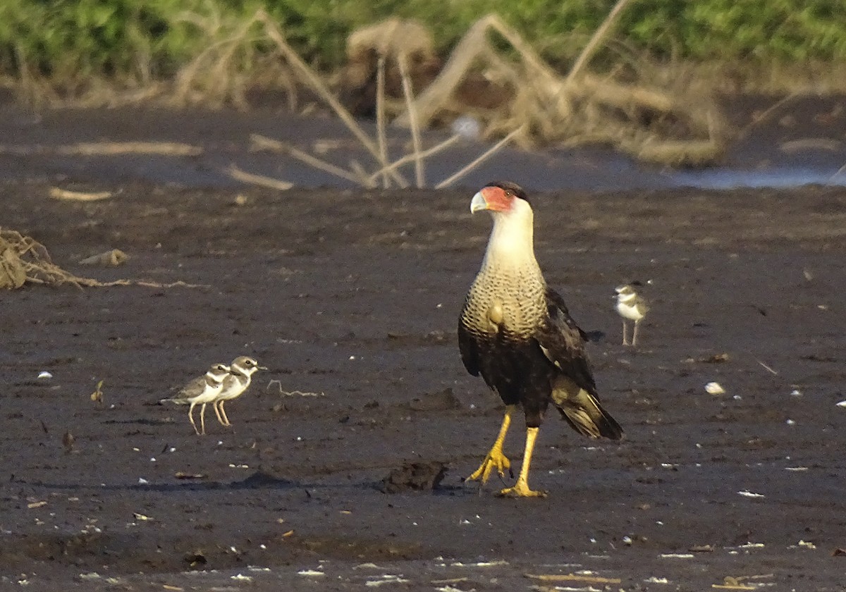Crested Caracara (Northern) - ML517786961