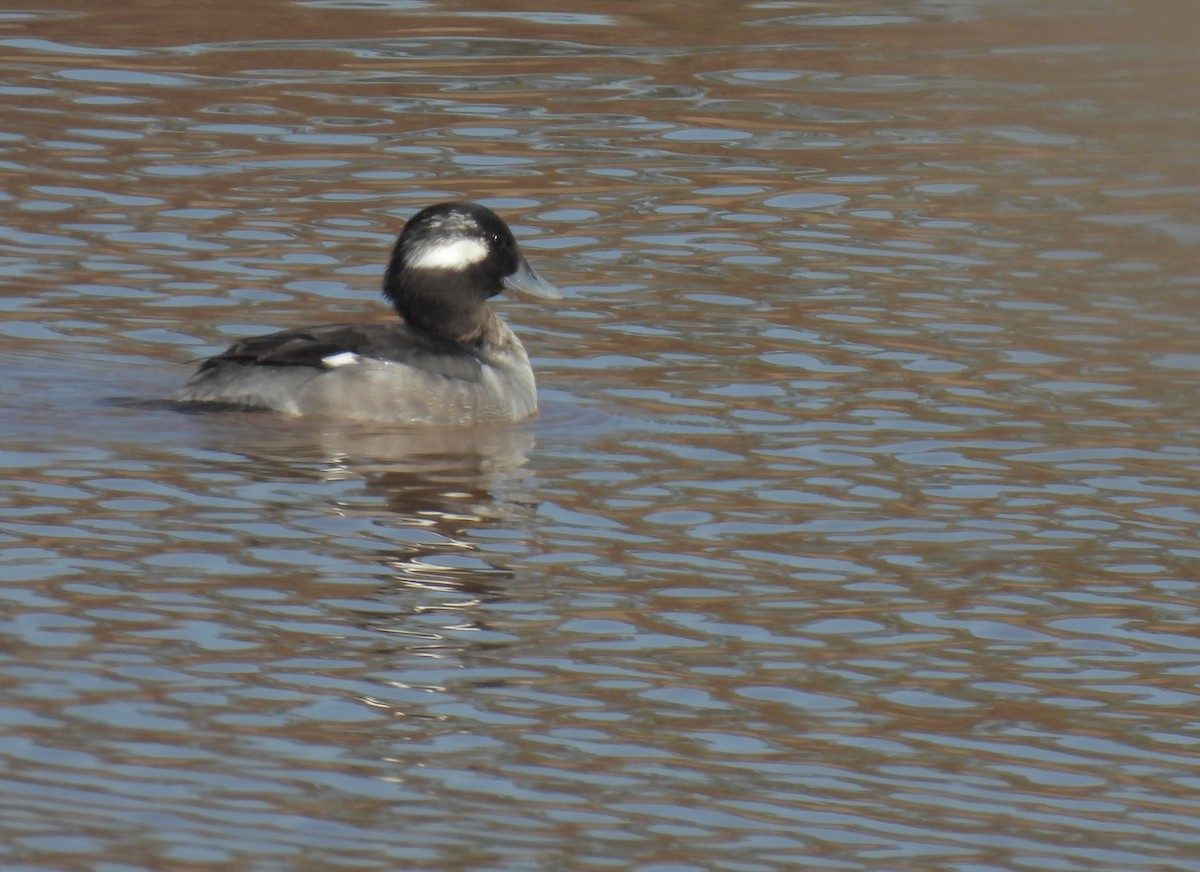 Bufflehead - ML517787531