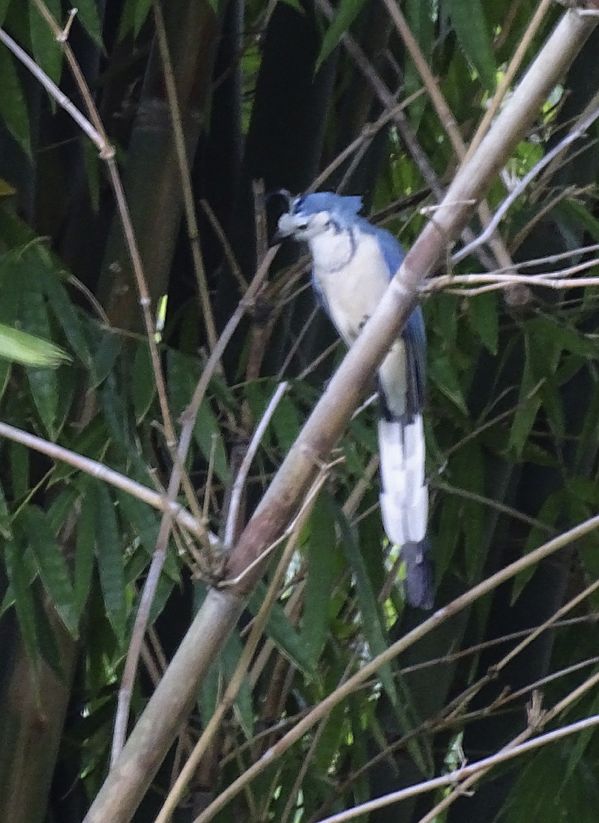 White-throated Magpie-Jay - ML517787611