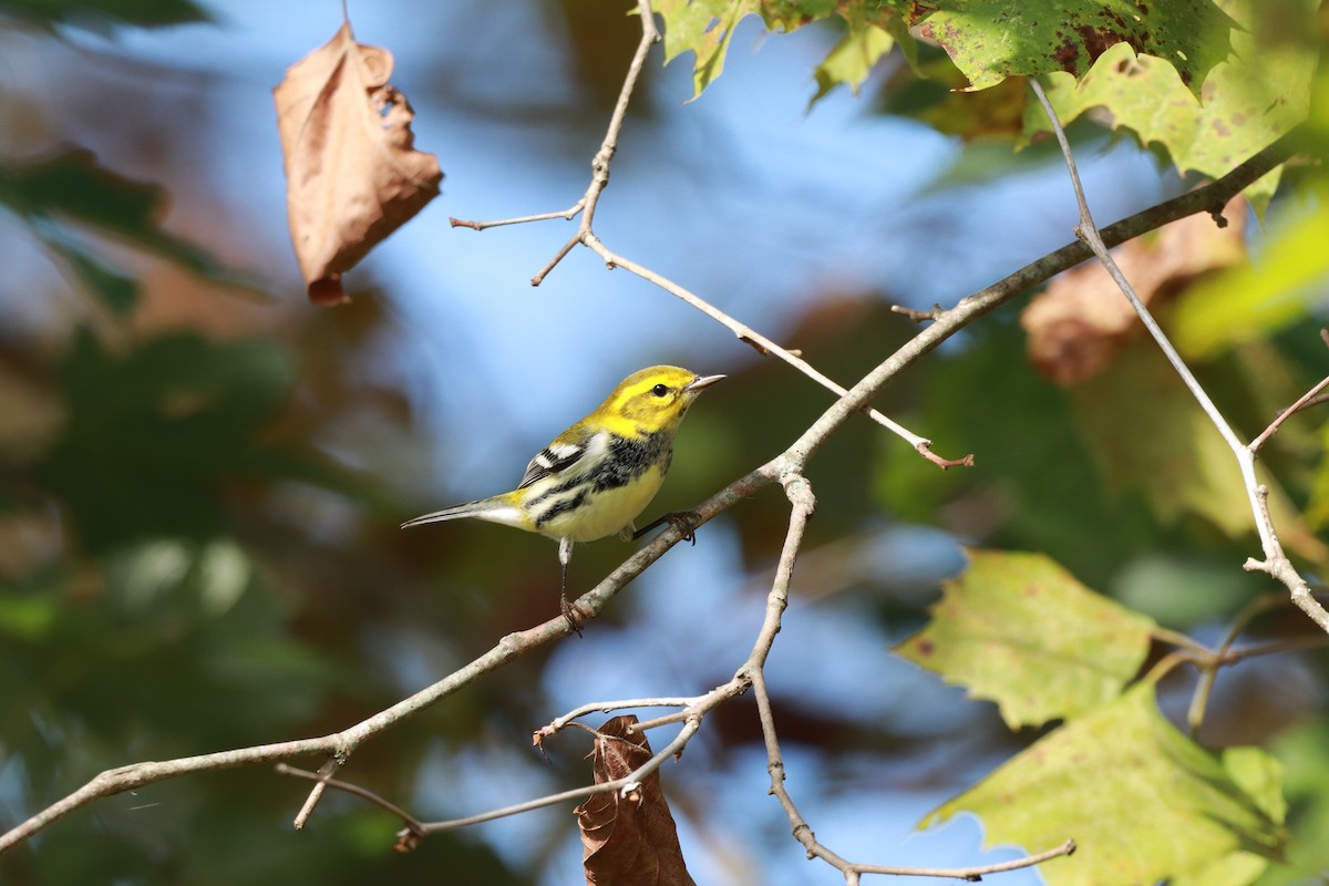 Black-throated Green Warbler - Will Burgoyne