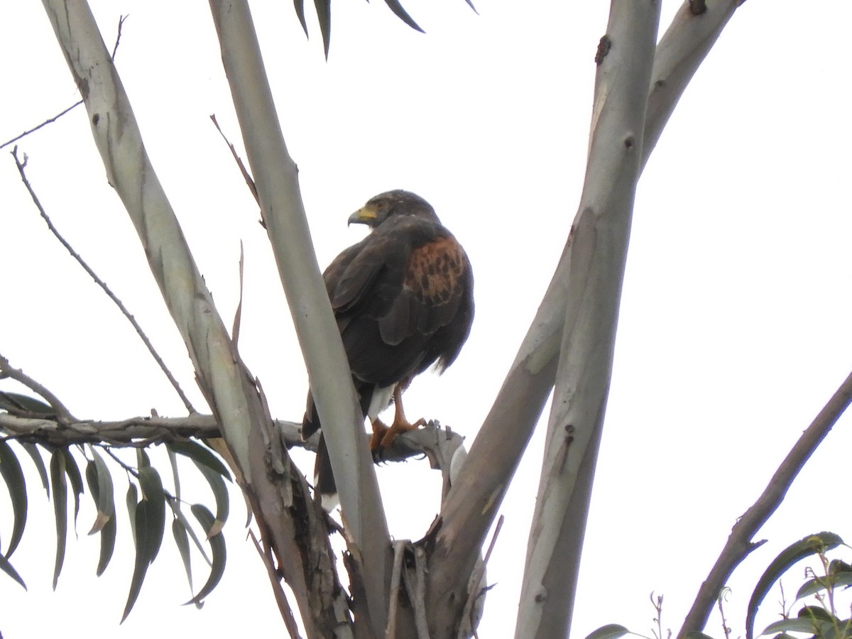 Harris's Hawk - ML517789371