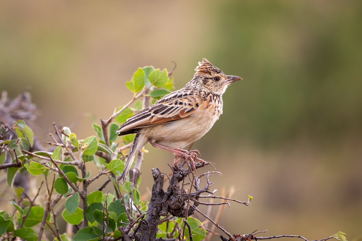 Rufous-naped Lark - ML517790231
