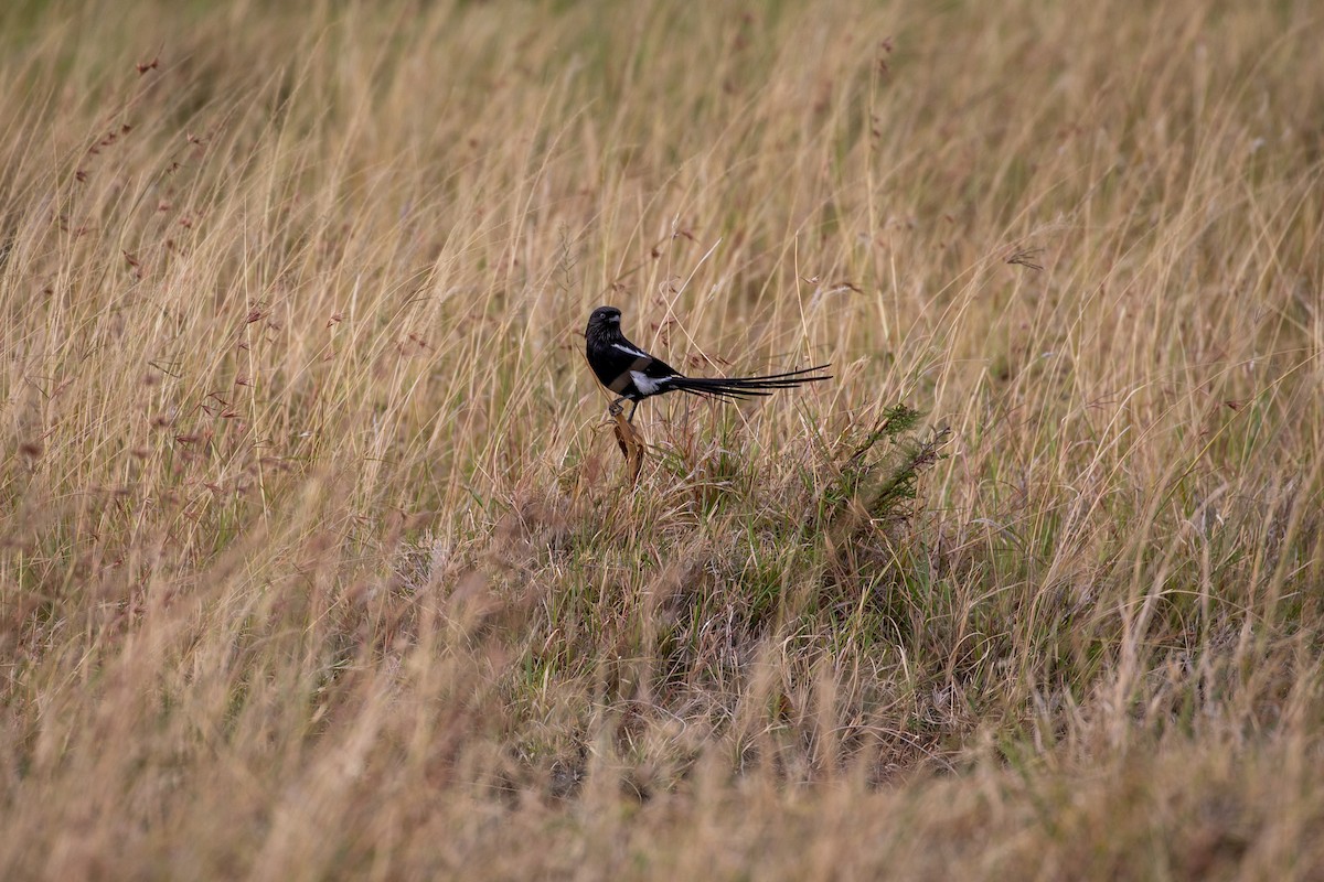 Magpie Shrike - ML517790271