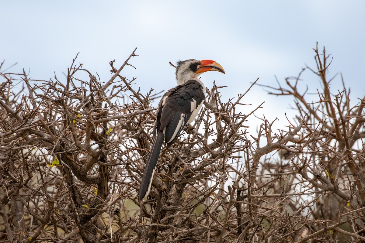 Von der Decken's Hornbill - ML517790551