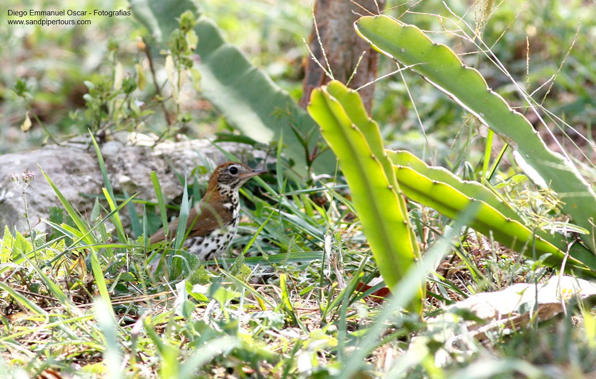 Wood Thrush - ML51779131