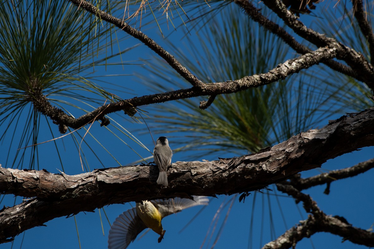 Carolina Chickadee - Court Harding