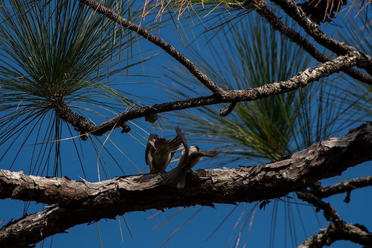 Carolina Chickadee - Court Harding