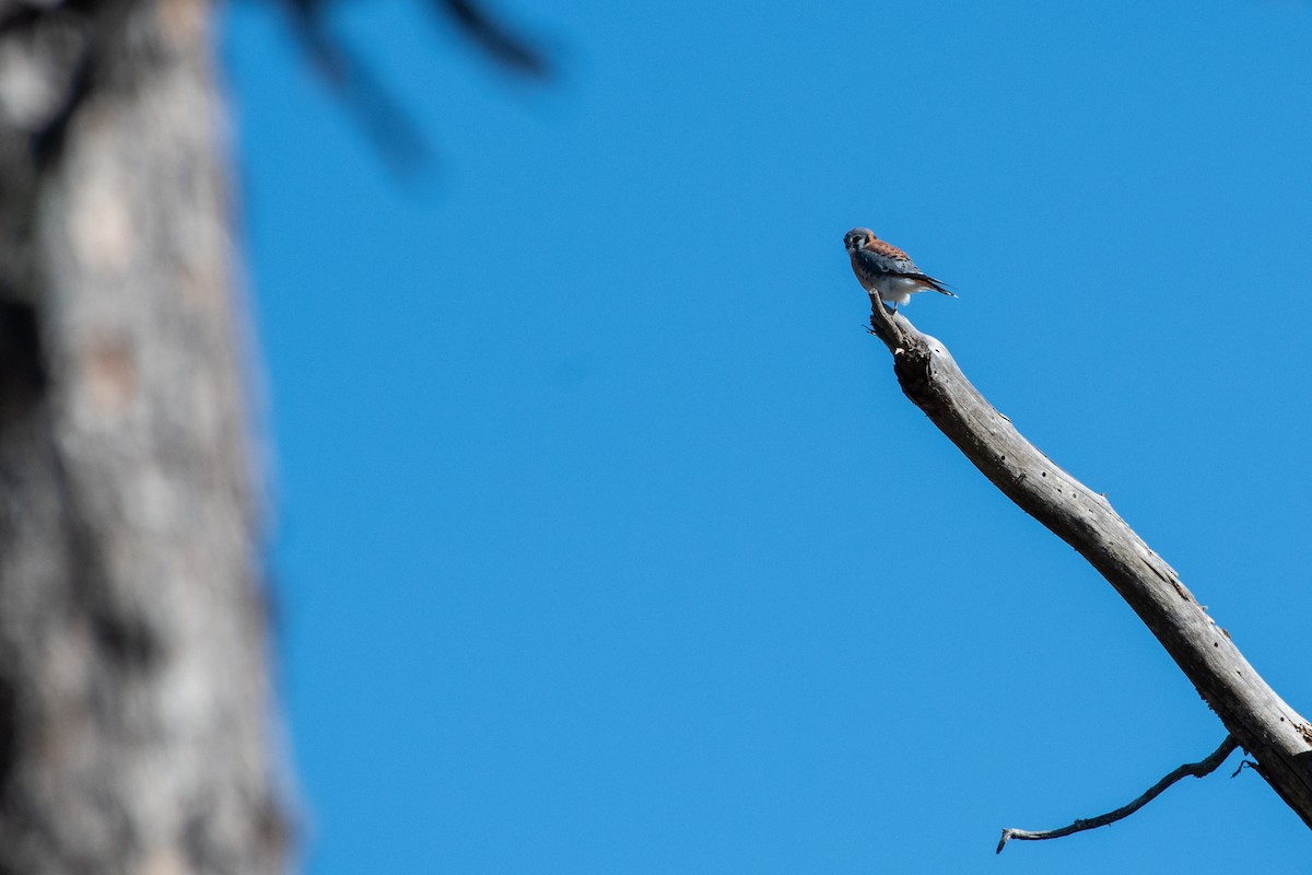 American Kestrel - Court Harding