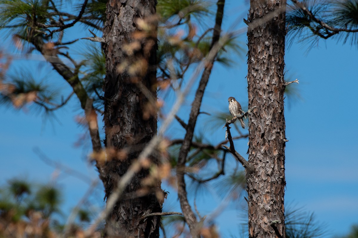 American Kestrel - Court Harding