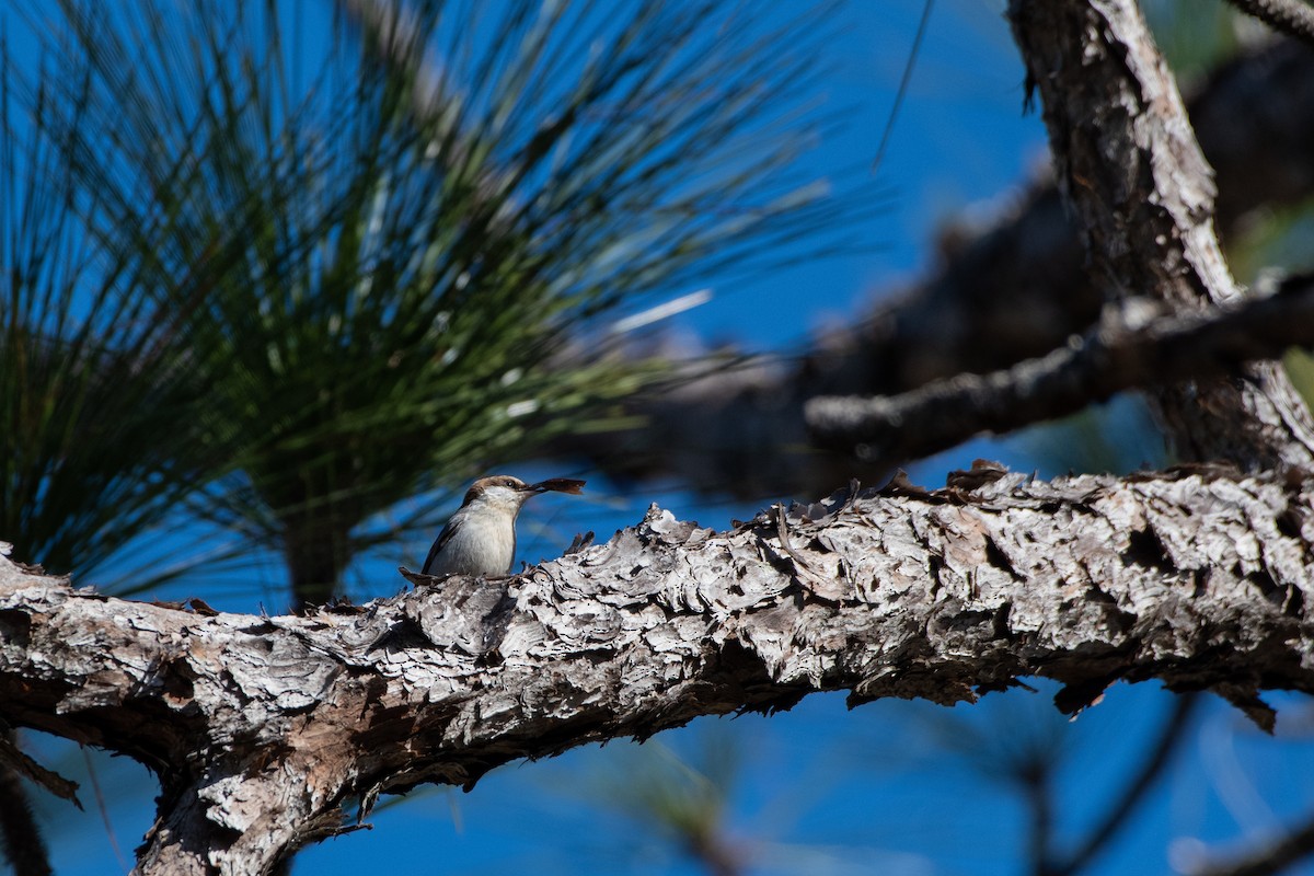 Brown-headed Nuthatch - Court Harding