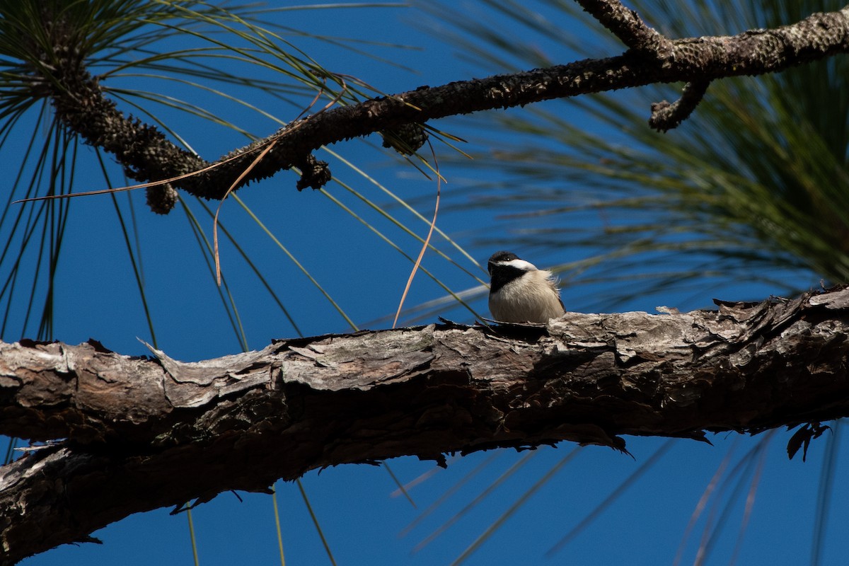 Carolina Chickadee - Court Harding