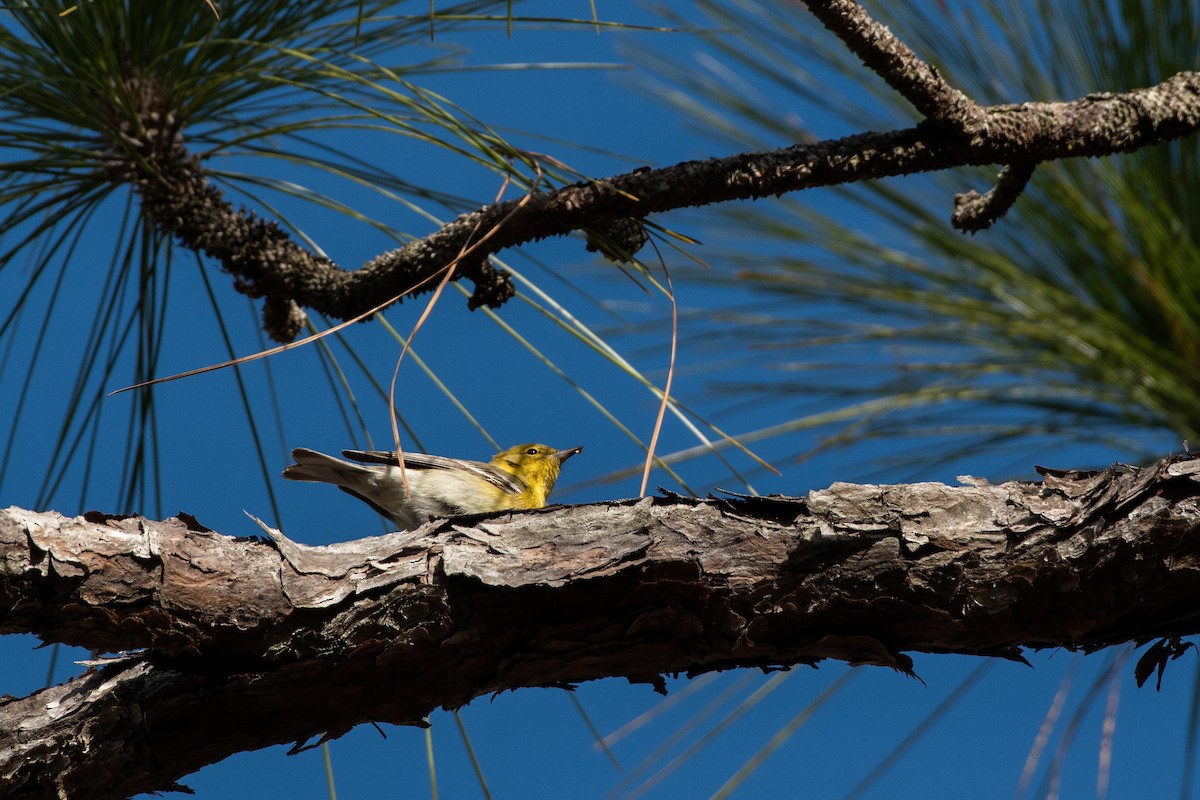 Pine Warbler - Court Harding