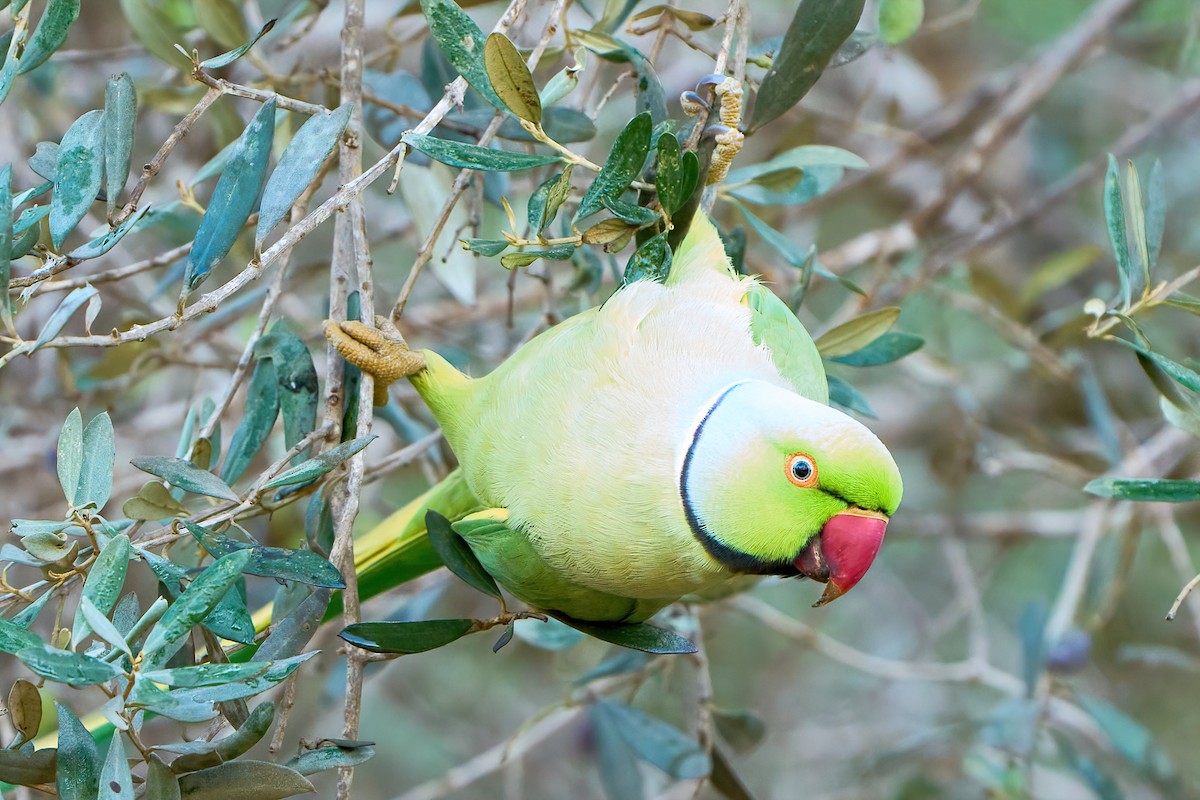 Rose-ringed Parakeet - ML517792951