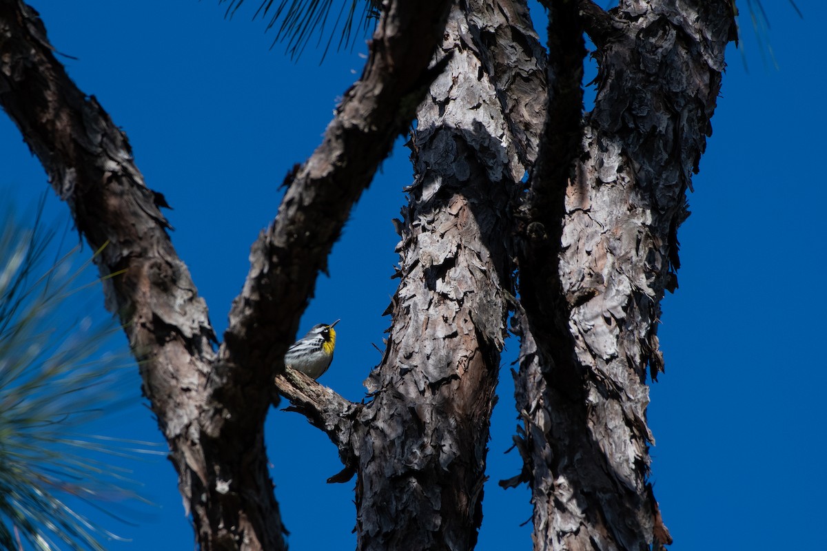 Yellow-throated Warbler - Court Harding