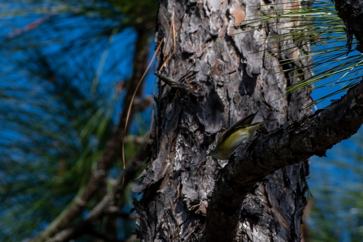 Vireo Solitario - ML517792981