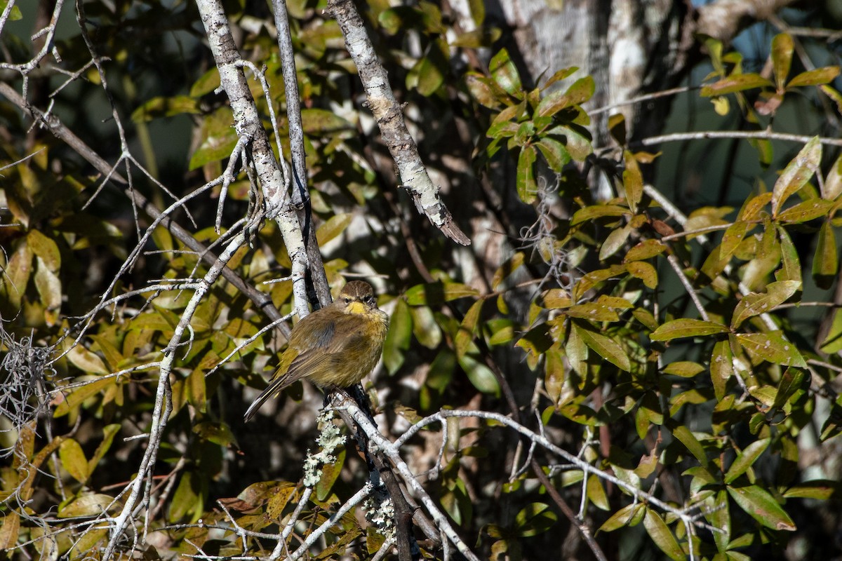 Palm Warbler (Yellow) - Court Harding